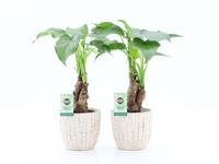 Alocasia Cucullata stem in Sculpture ceramic
