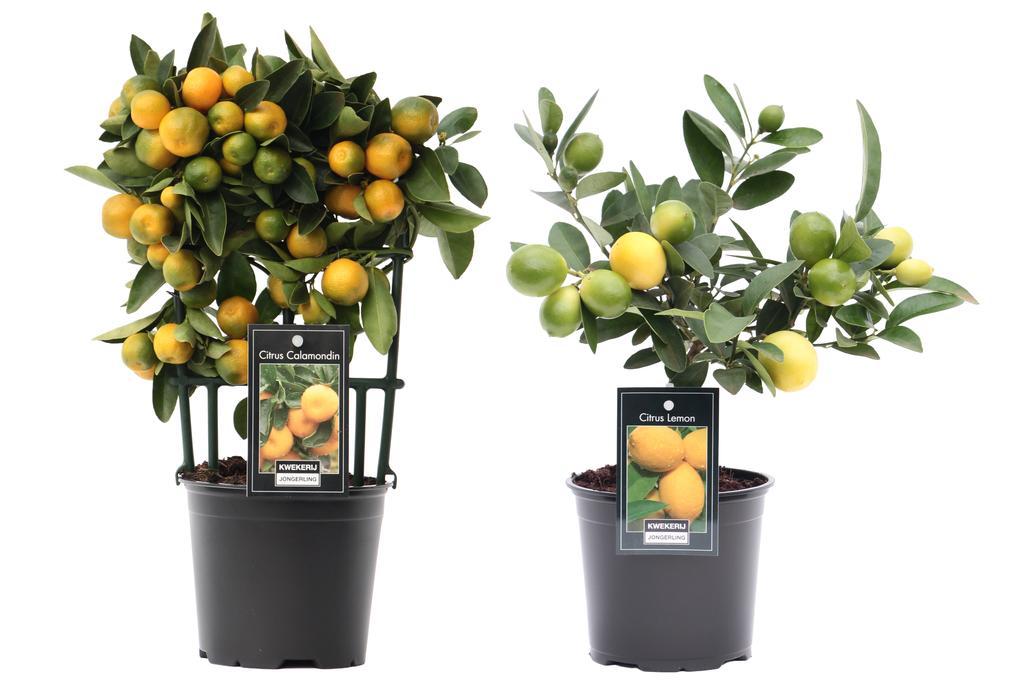 Picture of Citrus Mix 2 Soorten P12