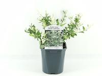 Euonymus fort. Harlequin