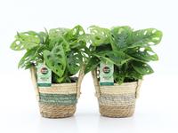 Monstera Adansonii in Noah Lines