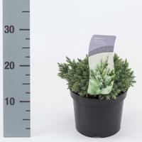 Juniperus squa. Blue Star
