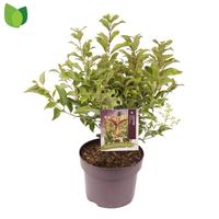 Ligustrum luci. Green Screen
