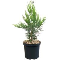 Sequoiadendron giganteum