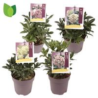 Skimmia jap. in varieties