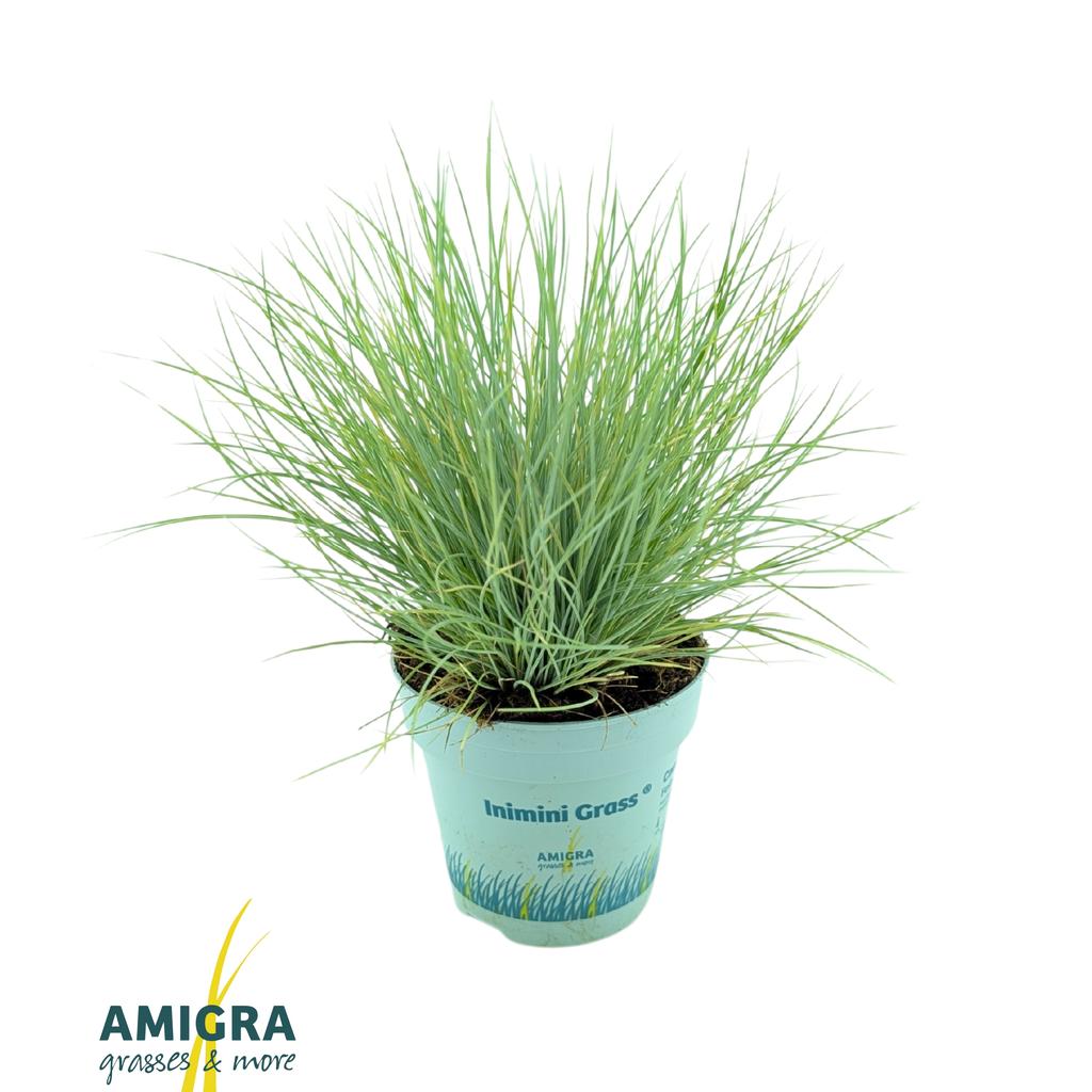 Obrázek Festuca glauca AmiGold P10.5