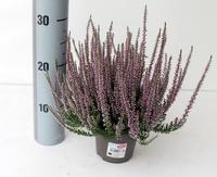 Calluna Garden Girls MILKA XL