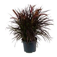 Pennisetum adv. Tiny Tails