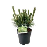 Pinus thunbergii Sayonara