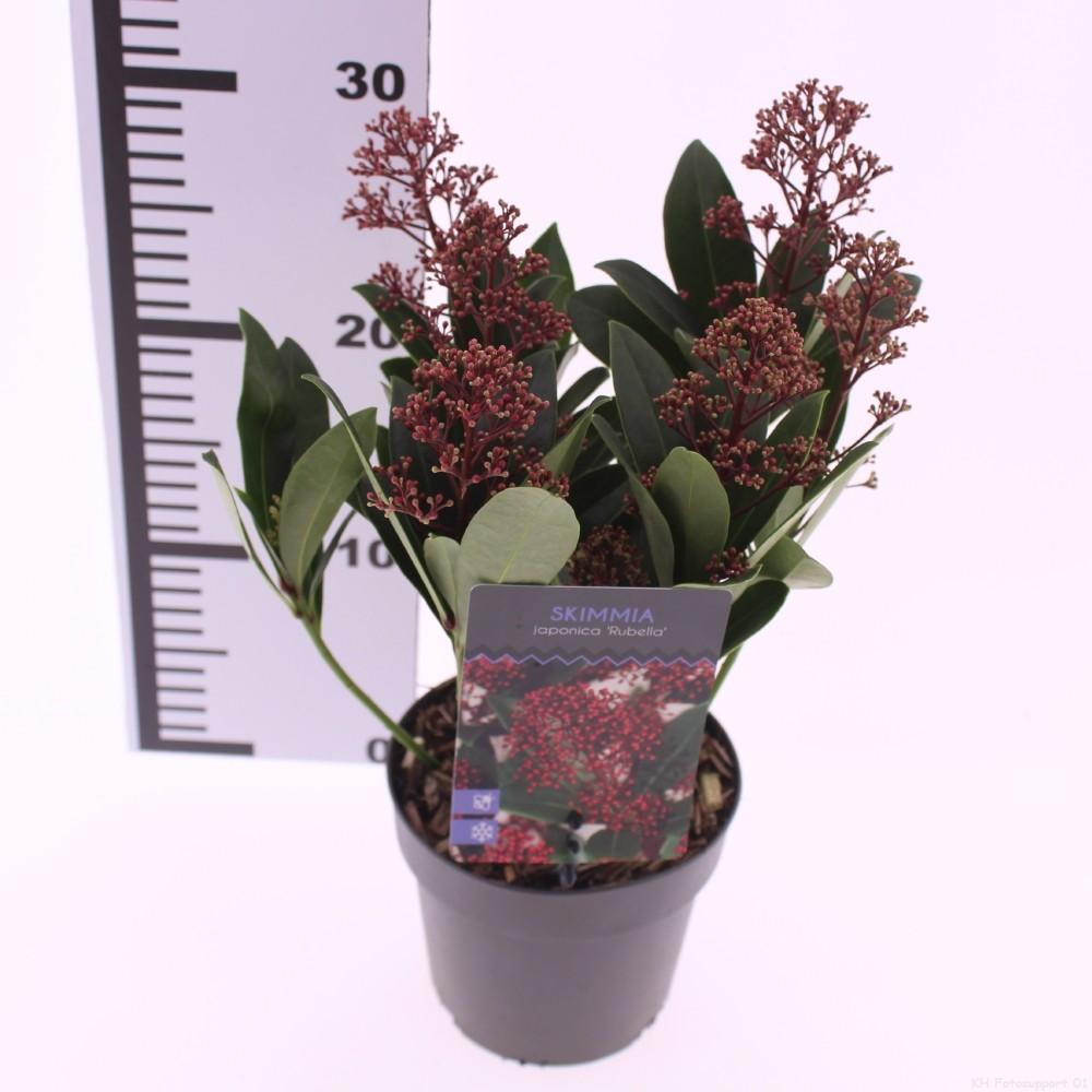 Picture of Skimmia jap. Rubella P13 30CM