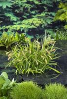 Carex pendula