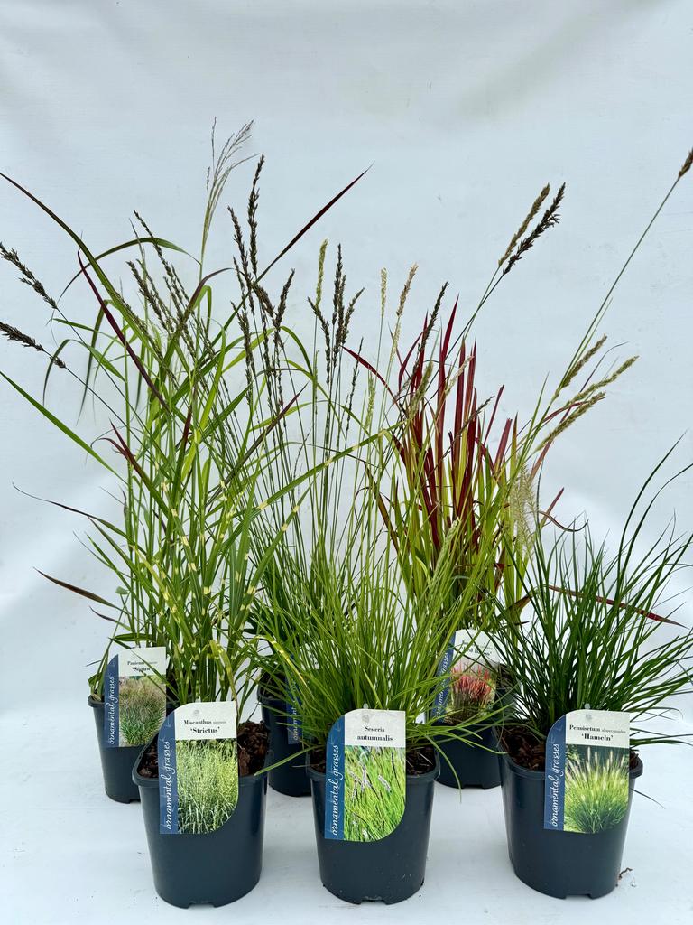 Picture of Grasses in varieties P17 (2 Ltr)