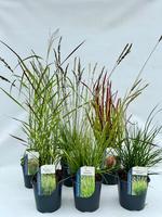 Grasses in varieties