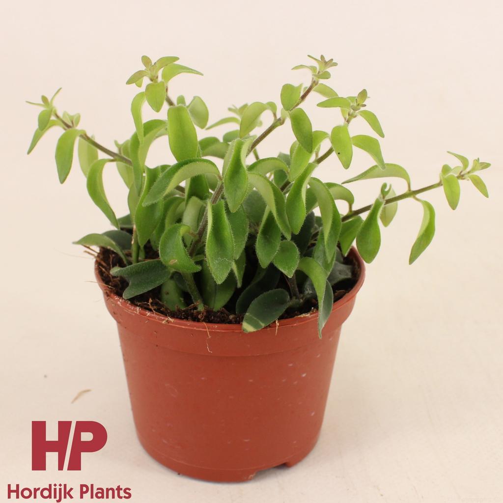 Billede af Aeschynanthus Twister P9cm P9 12CM