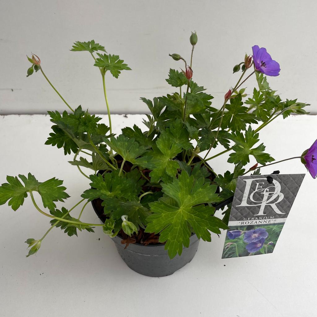 Bild von Geranium Rozanne P17 (2 Ltr)