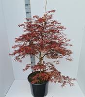 Acer pal. Ornatum