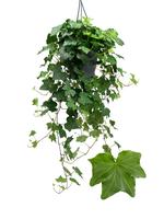 Hedera helix Brigitte