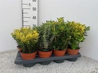 Euonymus in varieties