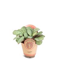 Calathea amagris