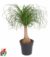 Nolina recurvata stem- 1ft