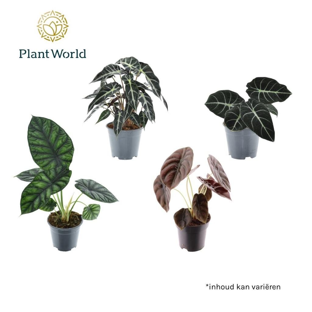 Obrazek Alocasia 3-4 varieties (Decorum) P14 40CM