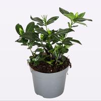 Gardenia Jasminoides 13cm Domino