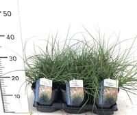 Miscanthus sin. Adagio