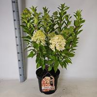 Hydrangea pan. Graffiti