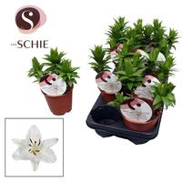 Lilium Oriental Watch Me Grow White