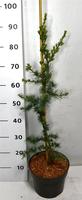 Cedrus l. Glauca