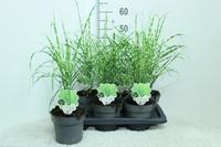 Miscanthus sin. Zebrinus