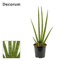 Sansevieria Handshake