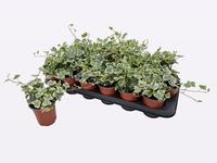 Hedera helix White Wonder