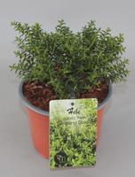 Hebe odora New Zealand Gold
