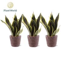 Sansevieria Futura Superba 3pp in Trendy basket