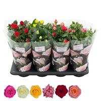 Rosa Patio Hit in varieties (1-2)