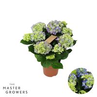 Hydrangea blue 5/6 flowers