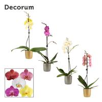 Phalaenopsis hybrid in varieties in Gabriël (Deco-collection)