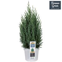 Juniperus chin. Stricta