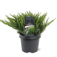 Juniperus sab. Tamariscifolia