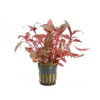 Alternanthera cardinalis