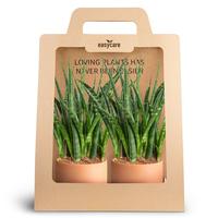 Sansevieria Fernwood 2-Pack Raw Terracotta