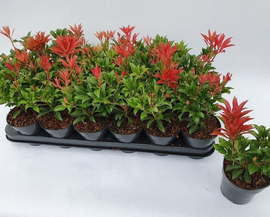 Picture of Pieris jap. Mountain Fire P9