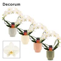Phalaenopsis hybrid bow White in Pato (Deco-collection) SKK