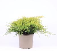 Juniperus pfit. Gold Coast