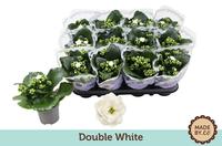 Kalanchoe double white