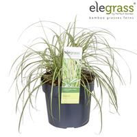 Carex osh. Evergold