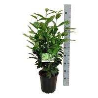 Prunus laur. Genolia ®