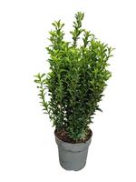 Euonymus jap. Green Spire