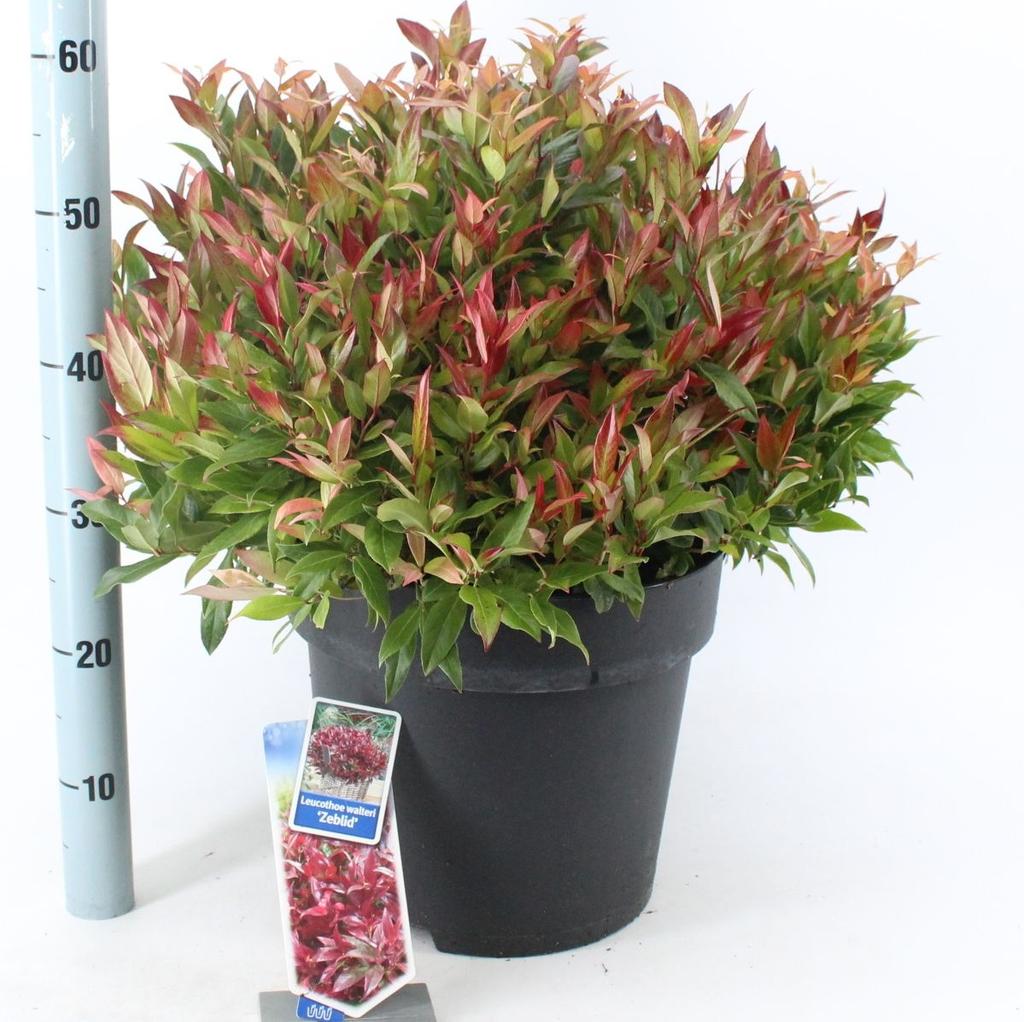Obrazek Leucothoe Zeblid P32 (15 Ltr)