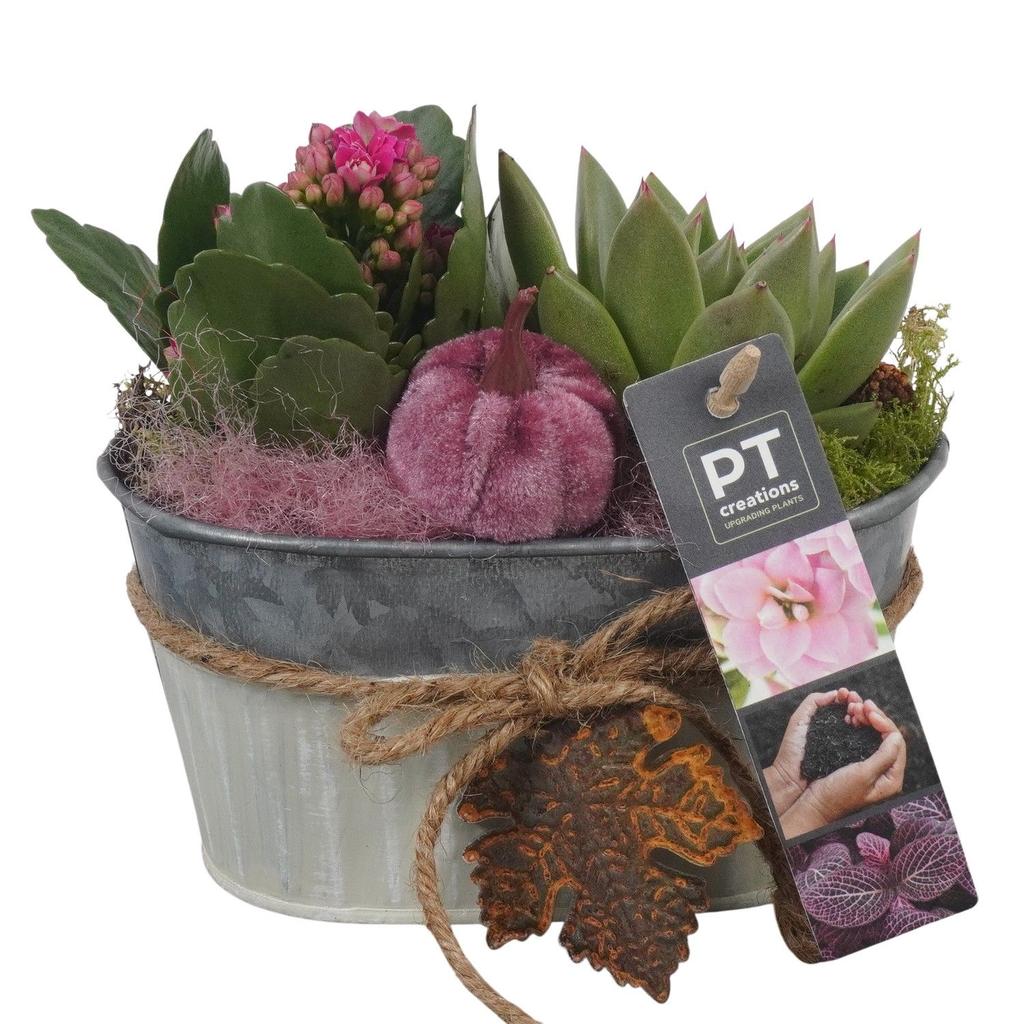Picture of PTHI5302 Arrangement Autumn Indoor in metal box P16 18cm